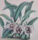 Botanical Print Orchidaceous Plants Andrews, Jas. Drawn And Lithographed