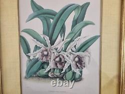 Botanical Print Orchidaceous Plants Andrews, Jas. Drawn and lithographed
