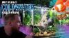 How To Setup Temperate Coldwater Aquarium Do Not Pick Goldfish