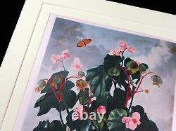 Large Botanical Print Begonia Flowers Temple of Flora Robert John Thornton 1995