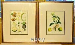 Pair of antique Horto Van Houtteano old botanical framed prints Ex. Libris