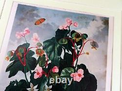 Grande Impression Botanique Begonia Fleurs Temple De Flora Robert John Thornton 1995
