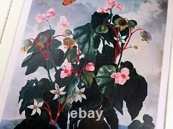 Grande Impression Botanique Begonia Fleurs Temple De Flora Robert John Thornton 1995